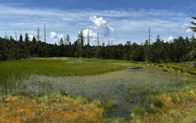 Objevte malý šumavský Yellowstone. Úžasný výlet k jezírkům v Bavorském lese si užijete bez davů