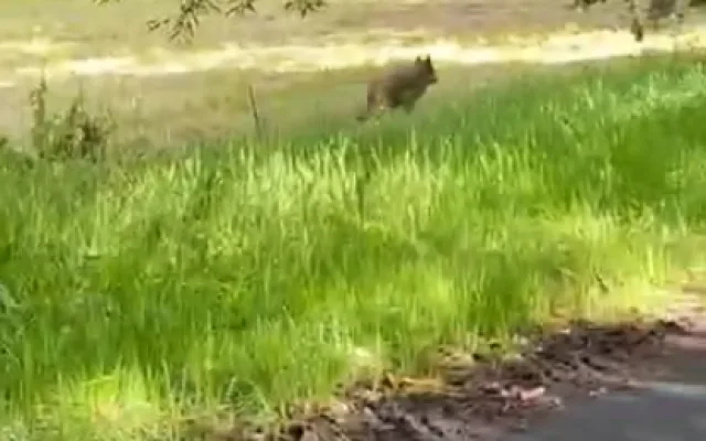 Setkání s vlkem při venčení psa na Šumavě. Žena ho pohotově natočila na kraji malé obce