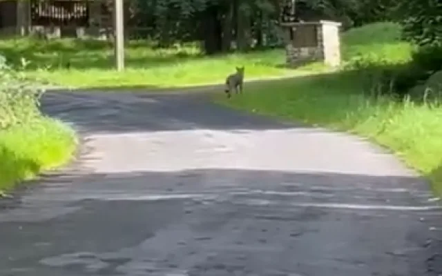 Setkání s vlkem při venčení psa na Šumavě. Žena ho pohotově natočila na kraji malé obce