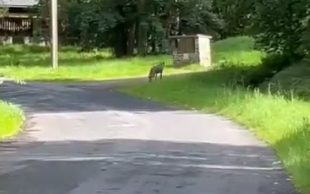 Setkání s vlkem při venčení psa na Šumavě. Žena ho pohotově natočila na kraji malé obce