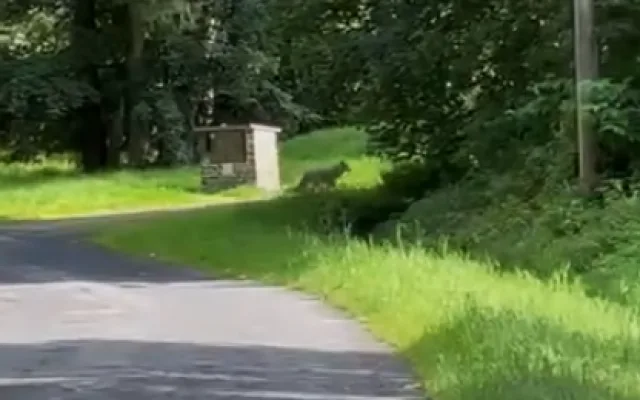 Setkání s vlkem při venčení psa na Šumavě. Žena ho pohotově natočila na kraji malé obce