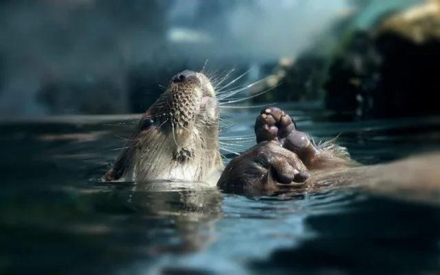 Zoologická zahrada se raduje z vydřích mláďat i nových druhů ptáků, které jinde nespatříte