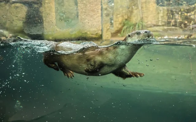 Zoologická zahrada se raduje z vydřích mláďat i nových druhů ptáků, které jinde nespatříte
