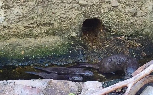 Zoologická zahrada se raduje z vydřích mláďat i nových druhů ptáků, které jinde nespatříte