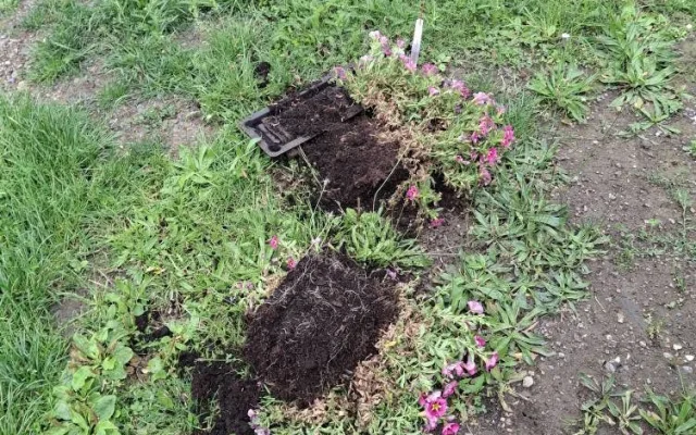 Záhada mizejících květináčů. Vandalové rozhazují rostliny po okolí nebo nosí lidem cizí truhlíky