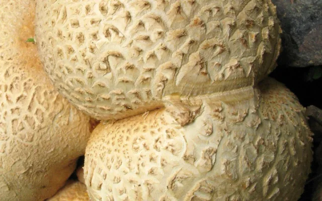 pestřec obecný, foto: Karel Tejkal, Česká mykologická společnost