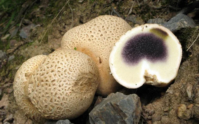 pestřec obecný, foto: Karel Tejkal, Česká mykologická společnost