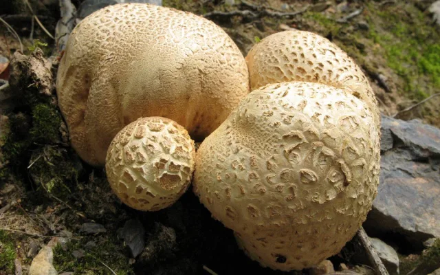 pestřec obecný, foto: Karel Tejkal, Česká mykologická společnost