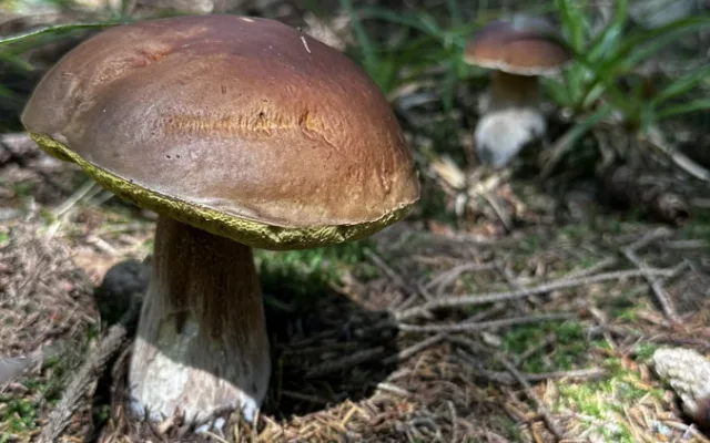 Na houbaření teď na několik týdnů zapomeňte. Lesy už jsou opět totálně suché