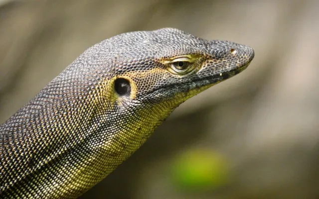 V zoo se vylíhla mláďata varana Mertensova, jejich délka je vůči vejci enormní