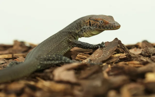 V zoo se vylíhla mláďata varana Mertensova, jejich délka je vůči vejci enormní