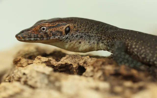 V zoo se vylíhla mláďata varana Mertensova, jejich délka je vůči vejci enormní