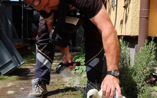Osm čapích sirotků našlo nové adoptivní rodiče díky skvělé práci záchranářů