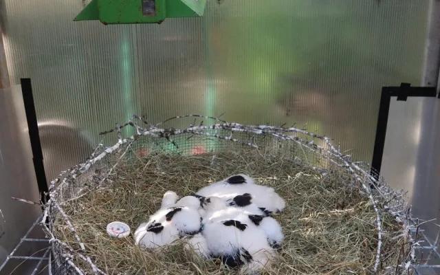 Osm čapích sirotků našlo nové adoptivní rodiče díky skvělé práci záchranářů