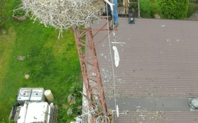 Osm čapích sirotků našlo nové adoptivní rodiče díky skvělé práci záchranářů