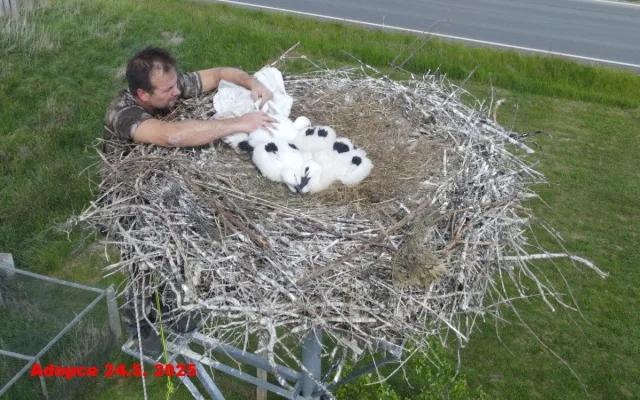 Adopce do hnízda v Boru u Tachova