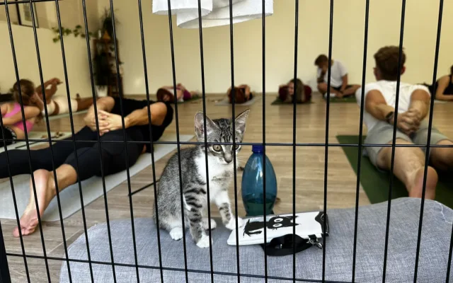 Nekonečná roztomilost při cvičení jógy s koťaty. Některá z nich našla i nový domov
