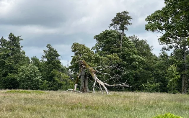 Na takových stromech mohou vyrůstat různé houby