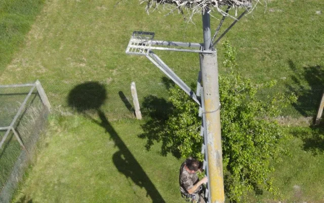 V Maroku vyfotili čápa z Česka, který letos prošel úspěšnou adopcí na náhradní hnízdo
