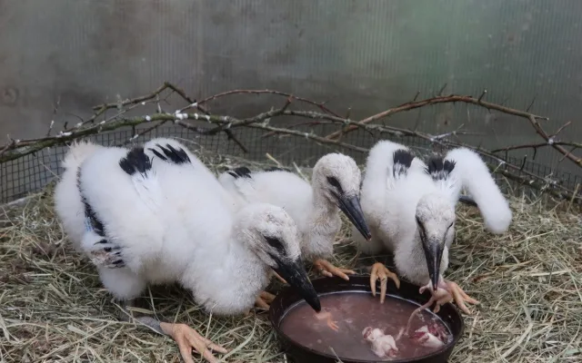V Maroku vyfotili čápa z Česka, který letos prošel úspěšnou adopcí na náhradní hnízdo