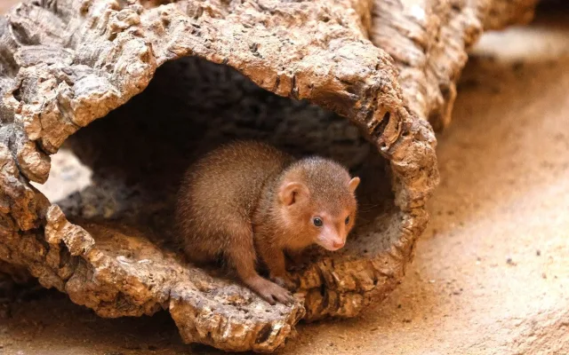 Zoo se raduje z trojčat mangust trpasličích. Do výchovy se zapojuje netypická chůva