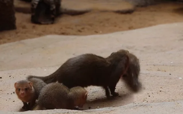 Zoo se raduje z trojčat mangust trpasličích. Do výchovy se zapojuje netypická chůva
