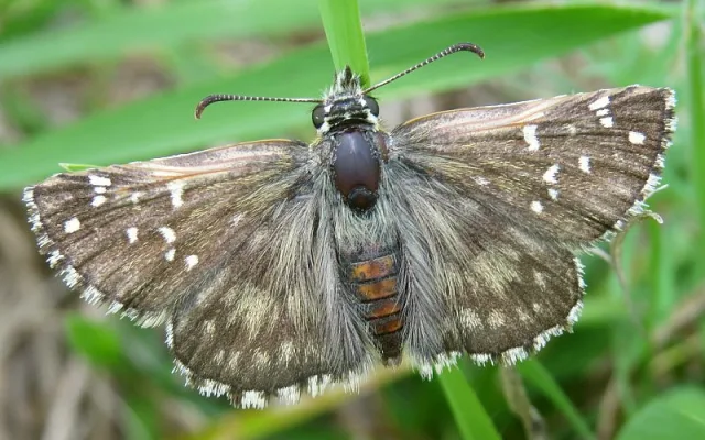 soumračník bělopásný, foto: Václav John