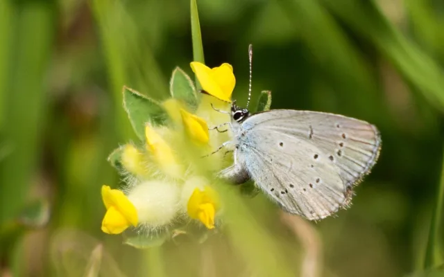 modrásek nejmenší, foto: Martina Kišelová