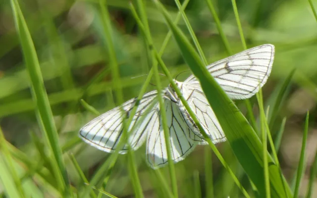 bělokřídlec luční, foto: Jan Moravec