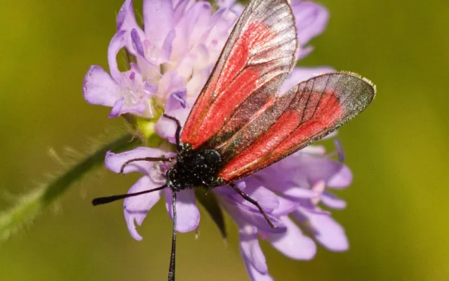 vřetenuška mateřídoušková, foto: Martina Kišelová
