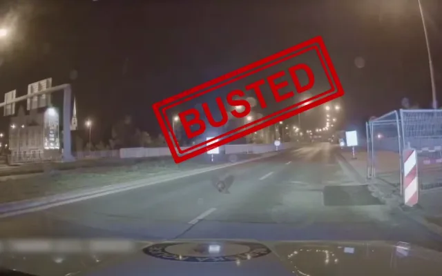 Plzeňští bobři si nedají pokoj, další pochodoval přímo před policejním autem