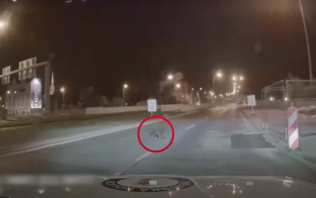 Plzeňští bobři si nedají pokoj, další pochodoval přímo před policejním autem