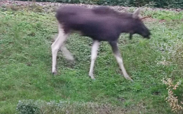 Emil se dostal i do blízkosti kolejí, foto: OMS Klatovy