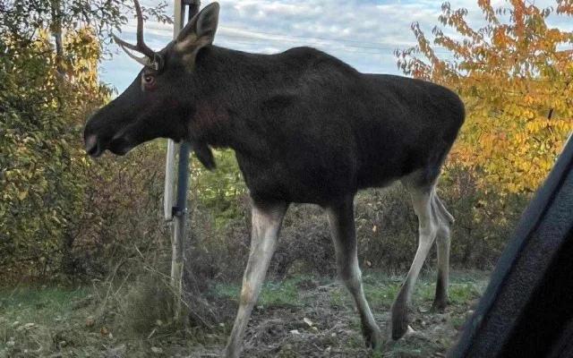 Emil se pohybuje poblíž silnice, foto: OMS Klatovy