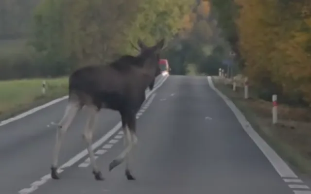 Na silnici jej zachytil i další řidič, jeho video sdílel projekt We Love Šumava