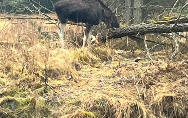 Na Šumavě už potkala vlka i losa Emila. Zbývá jí spatřit ještě rysa a tetřeva