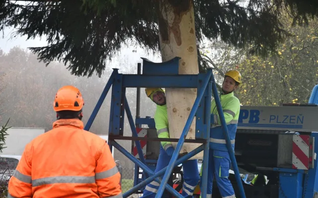 Vánoční strom pro Plzeň už cestuje ze Stodu na náměstí Republiky. Přijede večer