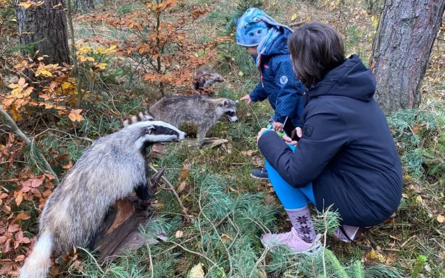 Dobrovolníci vysázeli v městském lese 4000 borovic