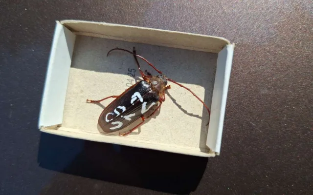 Entomologický Modrý Mauricius na Šumavě, vzácný brouk se vyskytuje i na Modravě