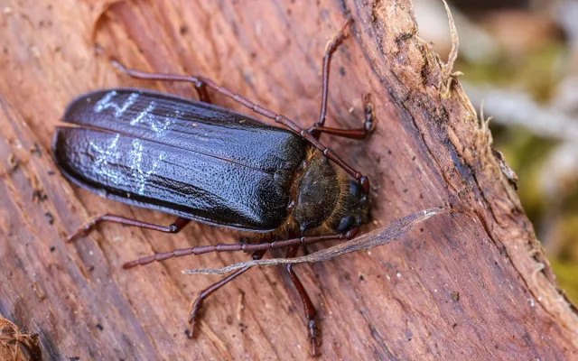 Entomologický Modrý Mauricius na Šumavě, vzácný brouk se vyskytuje i na Modravě