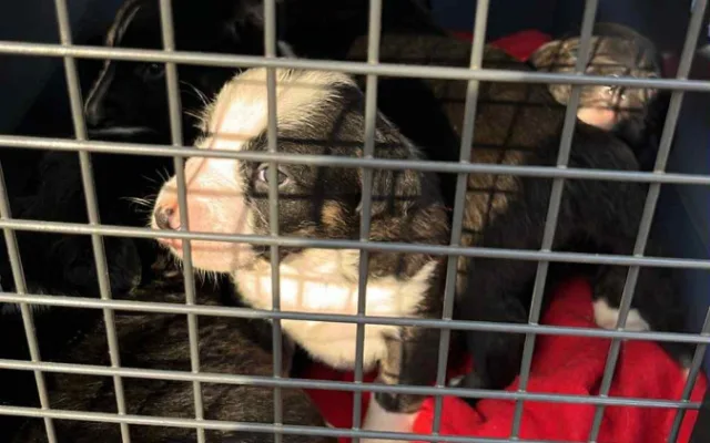 Před 14 dny zabavili veterináři přes 50 zvířat chovatelce na Tachovsku