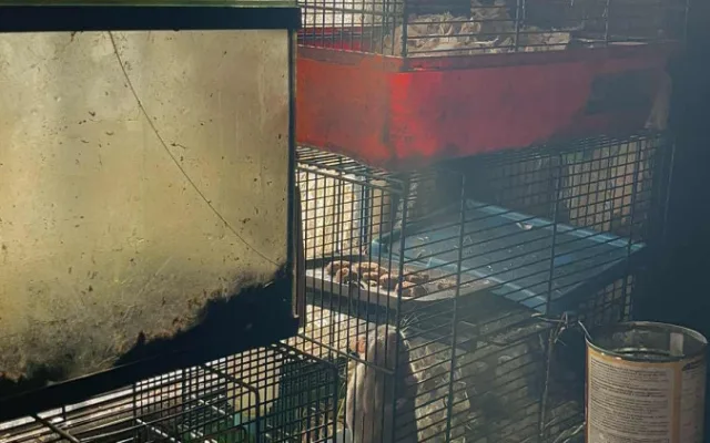 Před 14 dny zabavili veterináři přes 50 zvířat chovatelce na Tachovsku