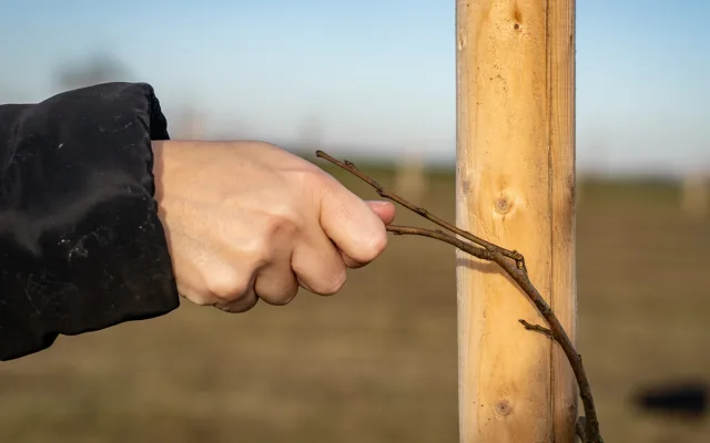 FOTO: Nově vysazený sad v Semněvicích ochrání zdroje pitné vody pro občany