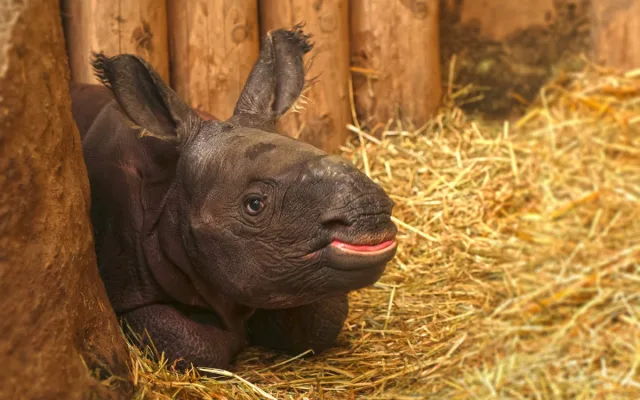 Měsíc po smrti otce se v zoo narodil samec nosorožce, zahrada plánuje ukázat na Vánoce