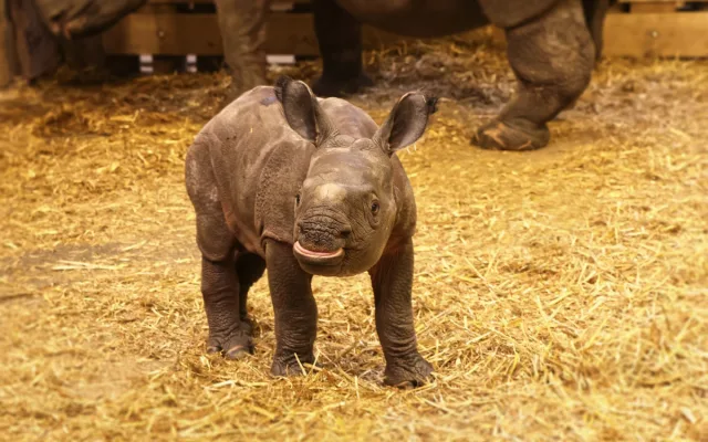 Měsíc po smrti otce se v zoo narodil samec nosorožce, zahrada plánuje ukázat na Vánoce
