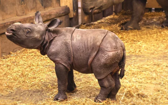 Měsíc po smrti otce se v zoo narodil samec nosorožce, zahrada plánuje ukázat na Vánoce