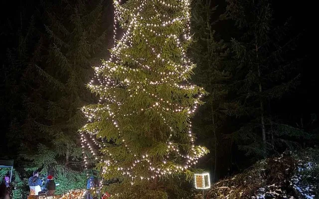 Spáleným lesem vede magická vánoční stezka. Končí u rozsvíceného stromu