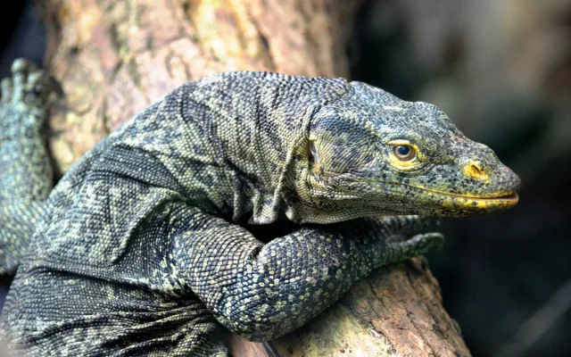 Dospělý jedinec, foto: Zoo Plzeň