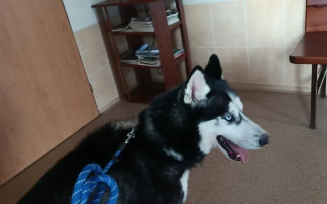 Majky v čekárně u veterináře.