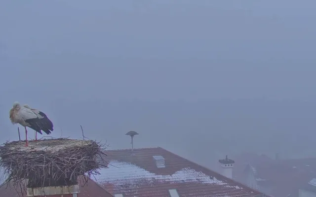 První čápi se vracejí ze zimovišť. Jeden pár má výhled na zasněženou sjezdovku